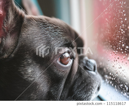 A French bulldog looking out the window on a rainy day A French bulldog looking out the window on a rainy day 115118617