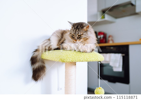 gray fluffy big cat sitting on cat tree 115118871