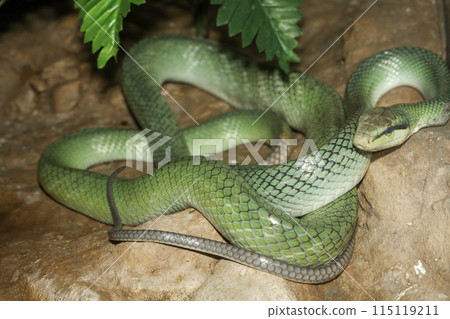 Close up head red tailed rat snake in garden Close up head red tailed rat snake in garden 115119211