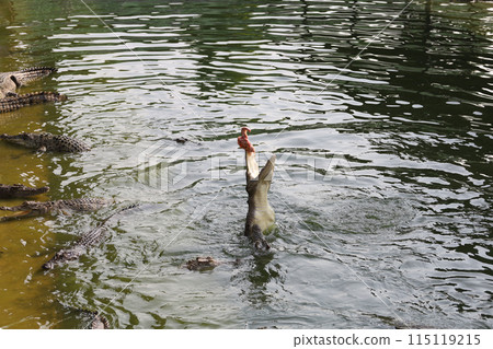 Close up salt crocodile is show action jump on river Close up salt crocodile is show action jump on river 115119215