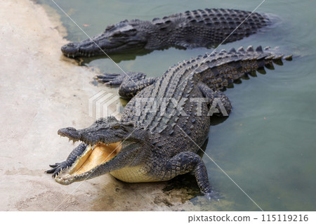 Close up salt crocodile is show head in river Close up salt crocodile is show head in river 115119216