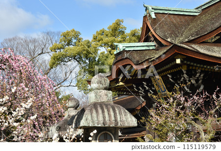 Kitano Tenmangu Shrine: Sankomon Gate and Plum Blossoms Kitano Tenmangu Shrine: Sankomon Gate and Plum Blossoms 115119579