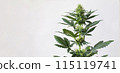 Medical Marijuana Plant Isolated on White Background. Cannabis for medical use with a high content of CBD THC. Banner with green flowering hemp plant and copy space for text. 115119741