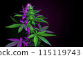Cannabis plant with flowering bud in colored led purple light on black background. Medical marijuana plant aesthetic banner with copy space for text. Green hemp colored in purple 115119743