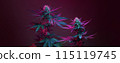 Cannabis plants with flowering buds in colored neon purple led light. Long banner with bushes of medicinal marijuana strain on dark background. Beautiful aesthetic hemp 115119745
