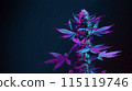 Purple cannabis on dark background, banner with copy space for text. Marijuana hemp plant colored in vibrant purple hue. Medicinal Cannabis strain, new aesthetic look. 115119746
