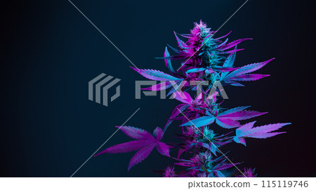 Purple cannabis on dark background, banner with copy space for text. Marijuana hemp plant colored in vibrant purple hue. Medicinal Cannabis strain, new aesthetic look. 115119746