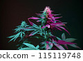 Cannabis plants in colorful neon purple light on dark green background. Flowering marijuana bushes with buds, good for medical use. Aesthetic new look on medicinal cannabis. 115119748