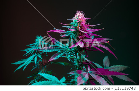 Cannabis plants in colorful neon purple light on dark green background. Flowering marijuana bushes with buds, good for medical use. Aesthetic new look on medicinal cannabis. 115119748