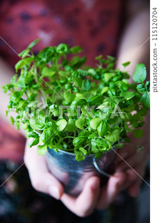 the grown microgreen basil is hold by the hands of a woman . Macro and close up 115120704