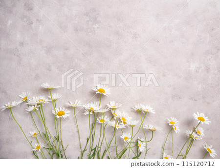 Beautiful meadow chamomile on a pink-gray background. Concept botanical flat lay. Top view Beautiful meadow chamomile on a pink-gray background. Concept botanical flat lay. Top view 115120712