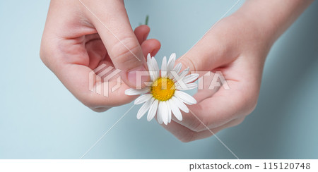 girl holds a white chamomile in her hands and guess on her petals on blue background. Top view and macro 115120748