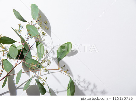 fresh eucalyptus branch on a white background with hard shadows. Top view and copy space fresh eucalyptus branch on a white background with hard shadows. Top view and copy space 115120756