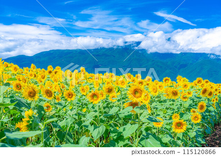 [夏季材料] 明野向日葵田和藍天[山梨縣] 115120866