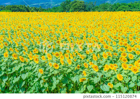 [Summer material] Akeno sunflower field and blue sky [Yamanashi Prefecture] 115120874