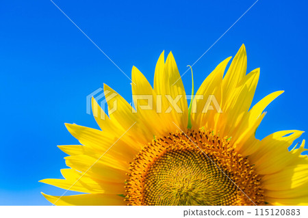 [Summer material] Akeno sunflower field and blue sky [Yamanashi Prefecture] 115120883