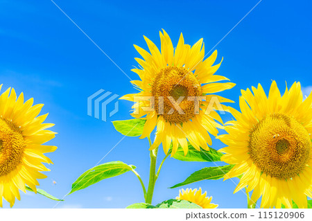 [夏季材料] 明野向日葵田和藍天[山梨縣] 115120906