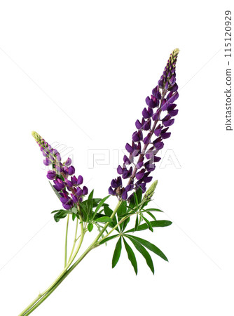 Bouquet of purple lupine flowers, isolated on white background. Colorful lupines, spring flowers. Bouquet of purple lupine flowers, isolated on white background. Colorful lupines, spring flowers. 115120929