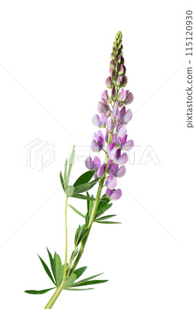 Violet lupine flower isolated on white background. Bunch of colorful lupines, spring flower. Violet lupine flower isolated on white background. Bunch of colorful lupines, spring flower. 115120930