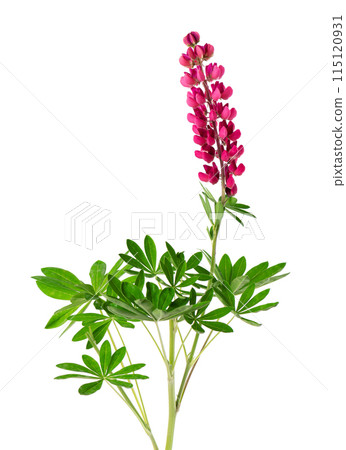 Red lupine flower isolated on white background. Bunch of colorful lupines, spring flower. 115120931