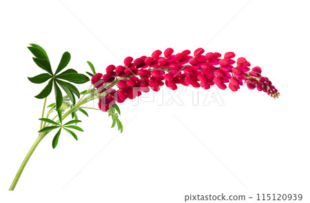 Red lupine flower isolated on white background. Bunch of colorful lupines, spring flower. Red lupine flower isolated on white background. Bunch of colorful lupines, spring flower. 115120939