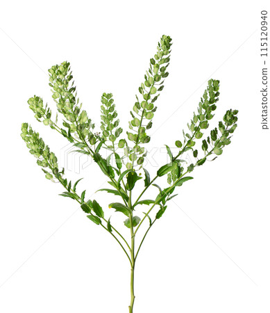Thlaspi arvense isolated on white background. Flattened, oval seedpods of Field Pennycress. Medicinal herb. Thlaspi arvense isolated on white background. Flattened, oval seedpods of Field Pennycress. Medicinal herb. 115120940