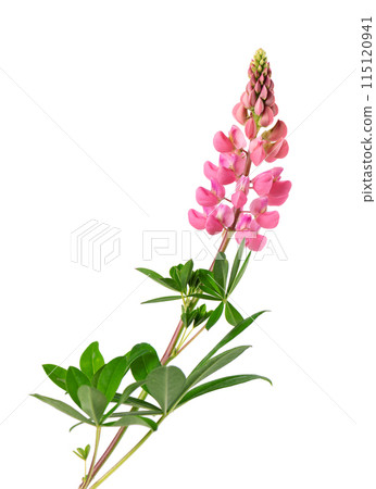 Pink lupine flower isolated on white background. Bunch of colorful lupines, spring flower. 115120941