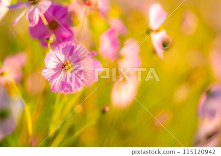 [Autumn material] Cosmos bathing in the morning sun [Nagano Prefecture] 115120942