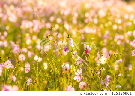 [Autumn material] Cosmos bathing in the morning sun [Nagano Prefecture] 115120961