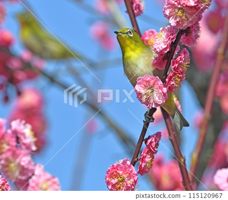 A white-eye on a red plum blossom in full bloom (spring image) (heartwarming image) 115120967