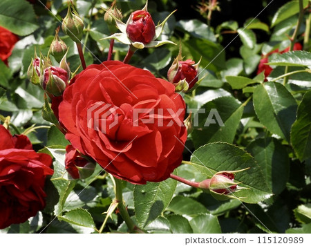 scarlet bonica 115120989