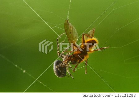 spider and pray close up 115121298