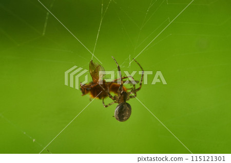 spider and pray close up 115121301