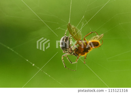 spider and pray close up spider and pray close up 115121316