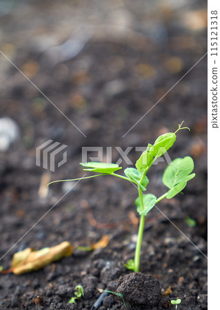 Young green beans growing garden 115121318