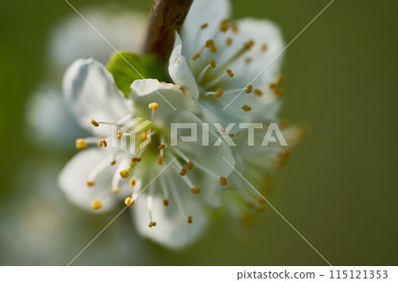 white blooming flowers plum tree 115121353