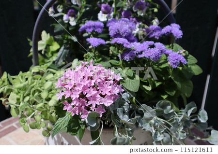 Pentas and Ageratum planting 115121611