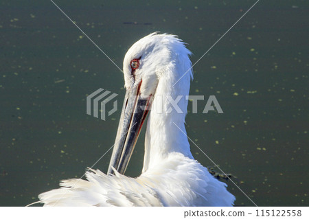 國家特殊天然紀念物白鸛聚集在水邊。 115122558