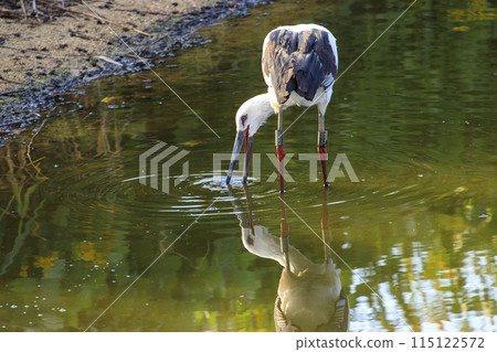 Storks, a national special natural monument, gather near water Storks, a national special natural monument, gather near water 115122572