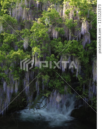 Wisteria of consistent fields Wisteria of consistent fields 115122873