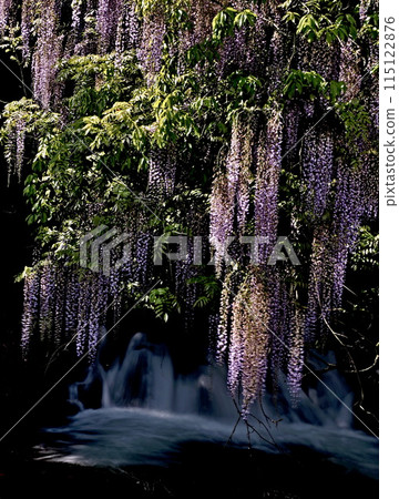Wisteria of consistent fields 115122876