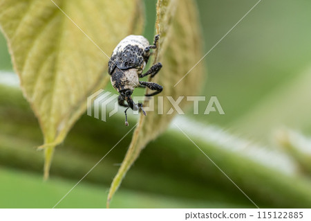  牛蛙豆象鼻蟲 115122885