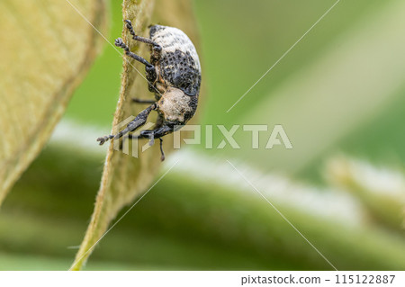  牛蛙豆象鼻蟲 115122887