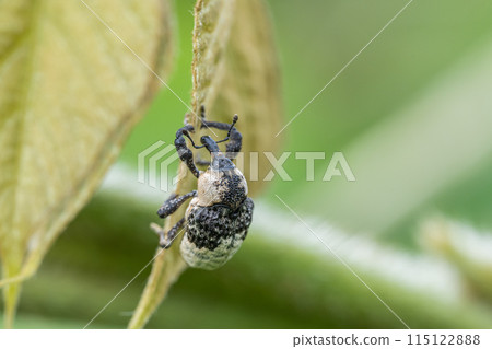  牛蛙豆象鼻蟲 115122888