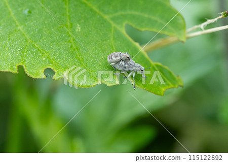 Weevils mating on the grass 115122892
