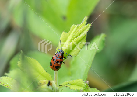 Croutons beetle Croutons beetle 115122900