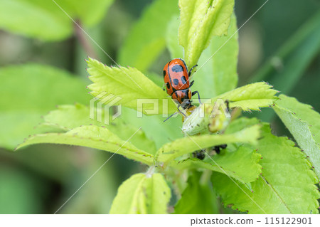 Croutons beetle 115122901