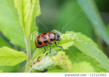 油煎麵包塊甲蟲 115122903