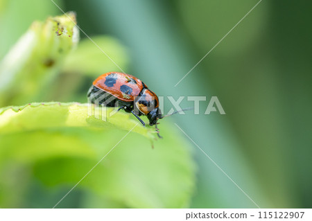 Croutons beetle Croutons beetle 115122907