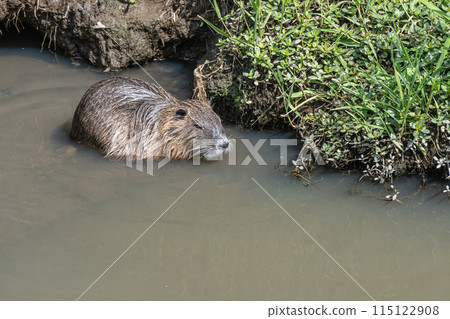 Nutria in irrigation canal 115122908